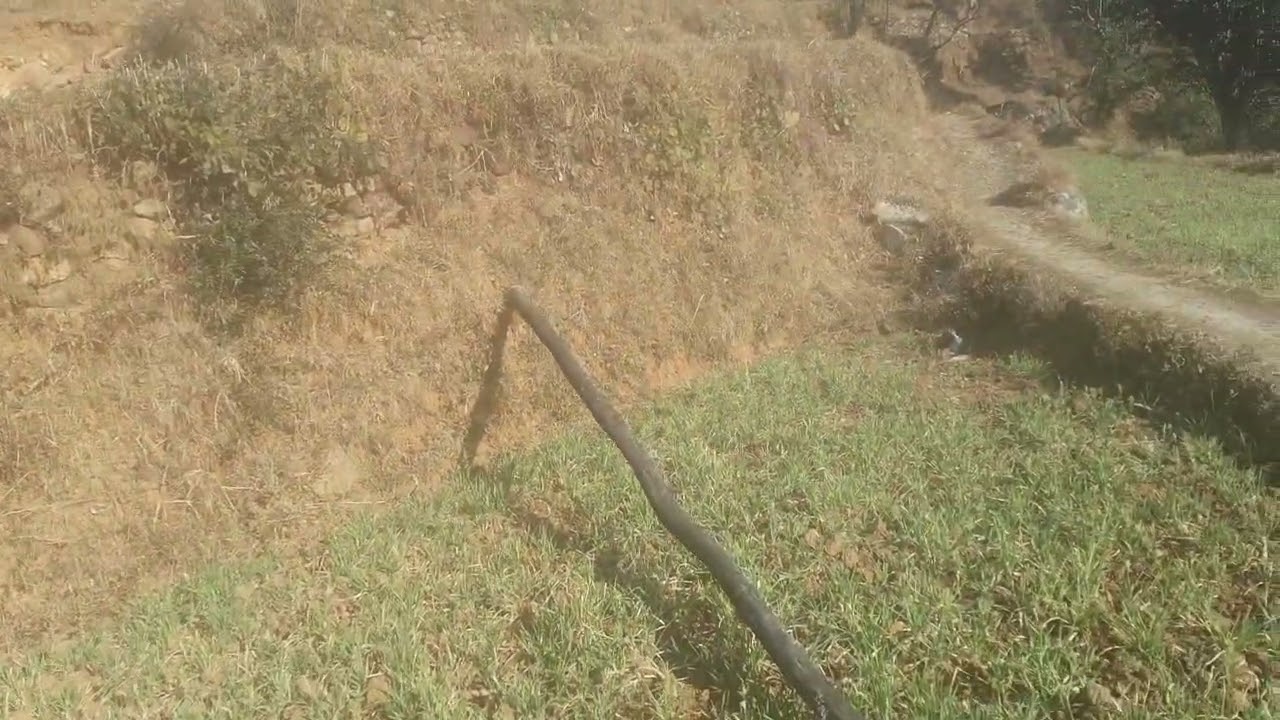 तार बाड़ की अति आवश्यकता है‌|| तोल्यूं डांडा ||