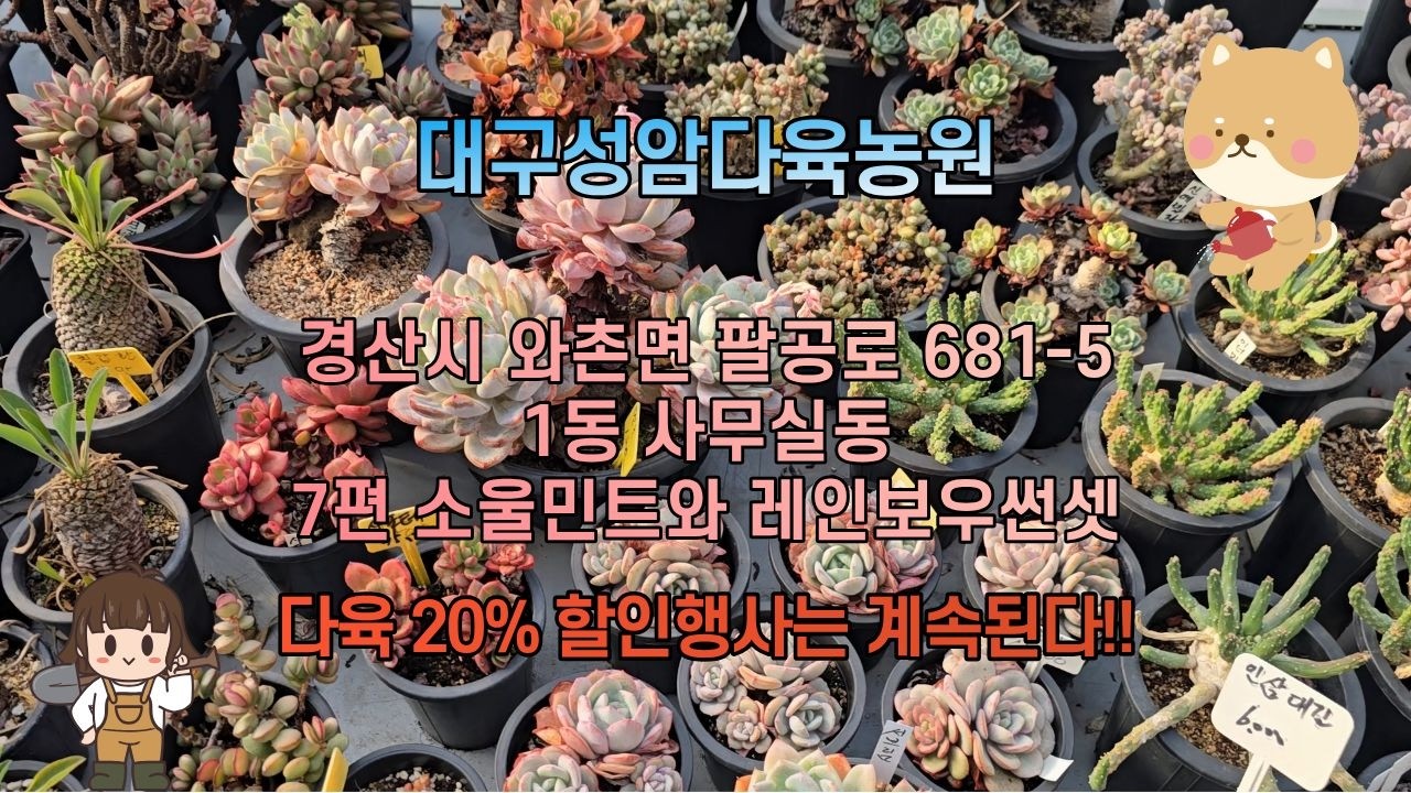 대구성암다육농원  1동 사무실동  -  7편 소울민트와 레인보우썬셋