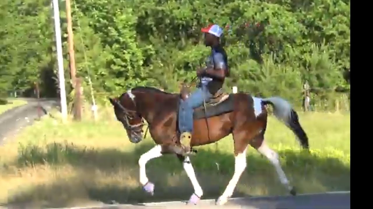 2022 Texas Singlefoot Trail Ride in Douglassville 