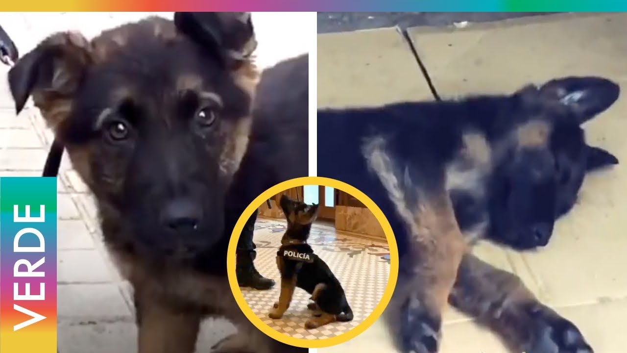 Perrito rescatado es incluido en cuerpo de polic&iacute;a