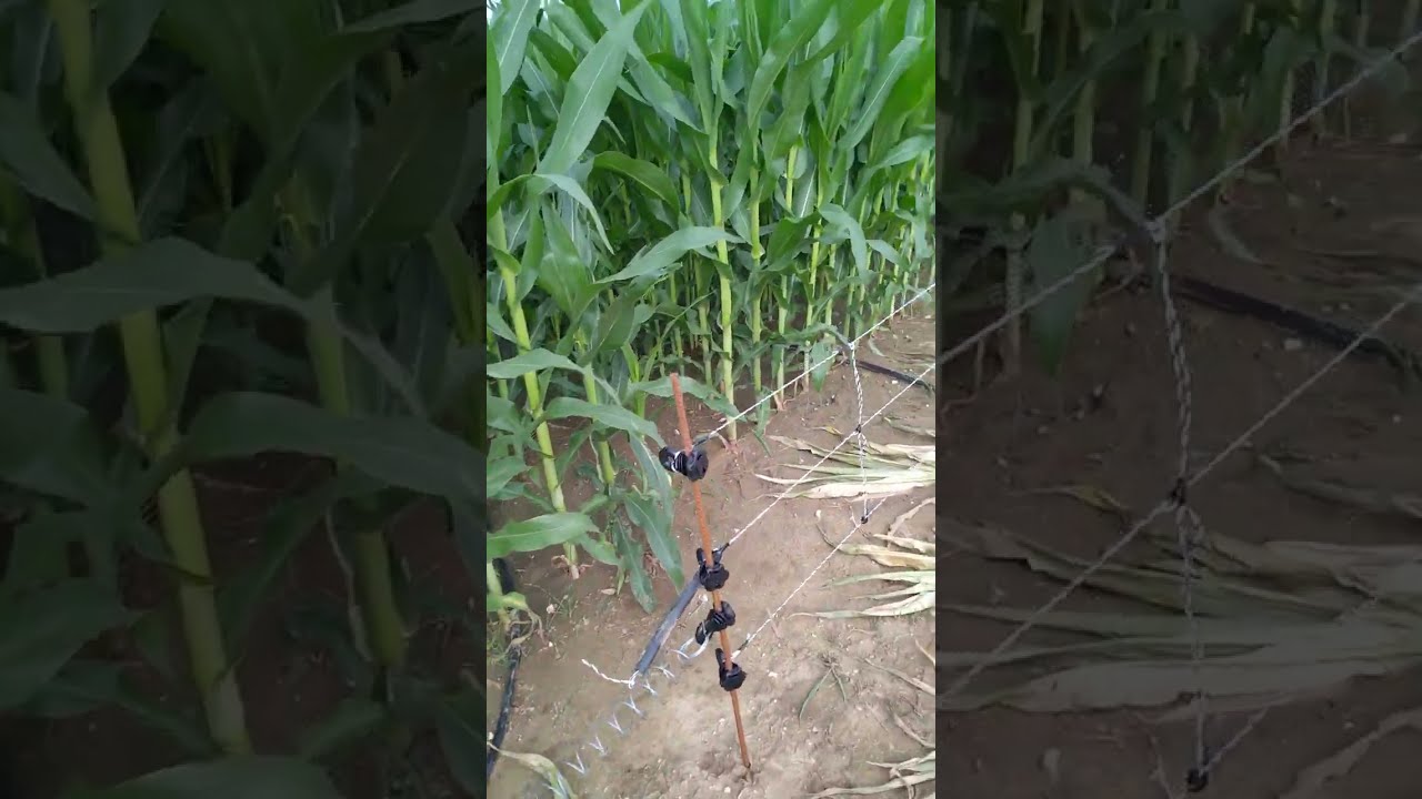 ΖΑΡΚΟ ΤΡΙΚΑΛΩΝ(ΑΝΑΛΑΜΒΑΝΩ) Τοποθ/ηση ηλεκτροφόρου περίφραξης 7.2Jule 12000 Volt εκδίωξη Άγριων Ζώων