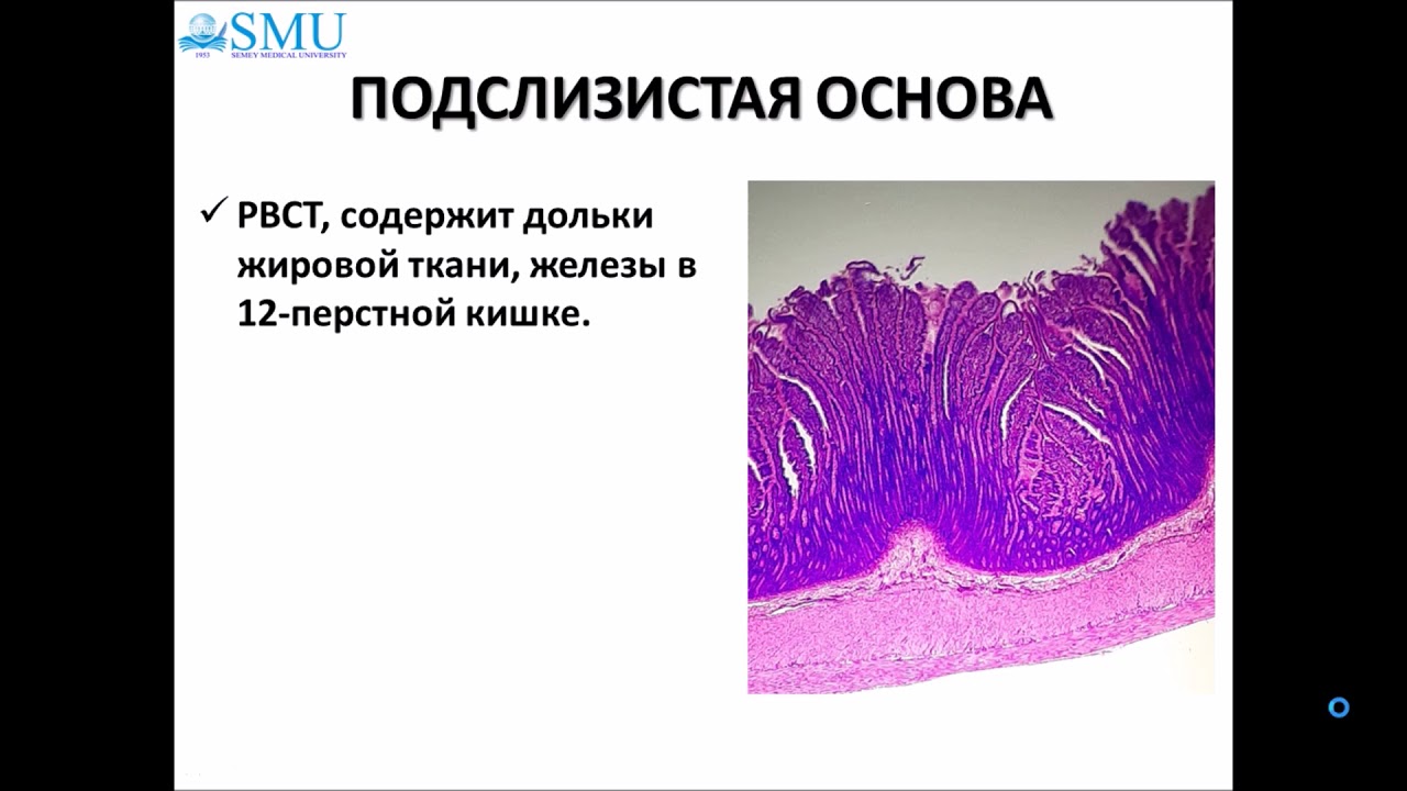 Гистология тонкой и толстой кишки
