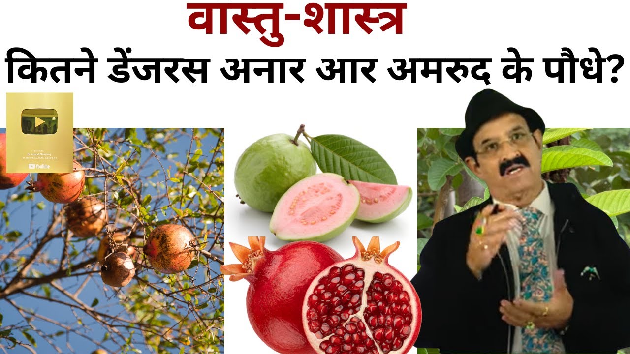 Гранат и гуава: это не недостаток, это вопрос направления | Васту Сач