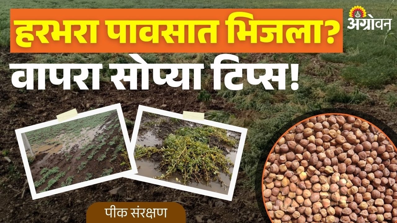 Unseasonal Rain on chickpea: पावसात हरभरा भिजल्यानंतरही उत्पादन कसे टिकवावे? | Agrowon