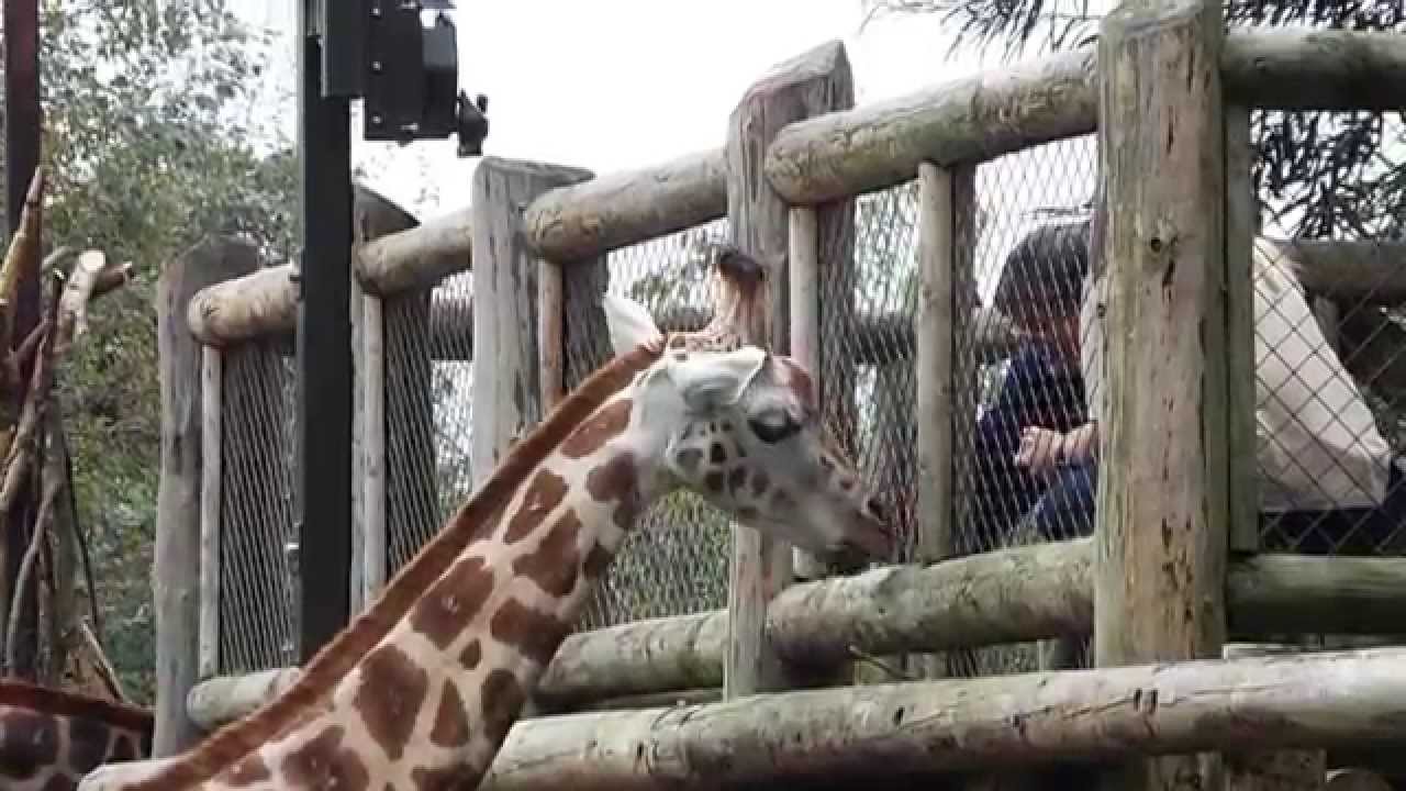 Giraffe Feeding at Chester Zoo