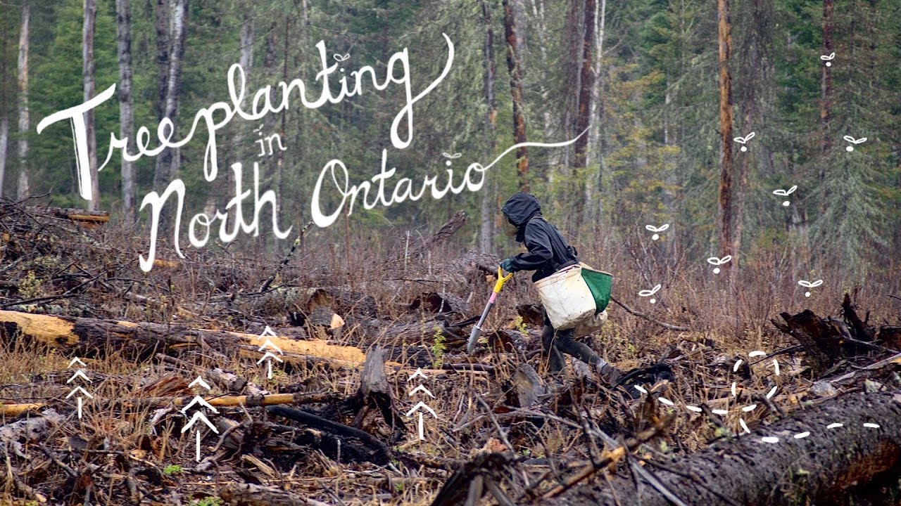 Tree planting in Northern Ontario | the horrors persist 