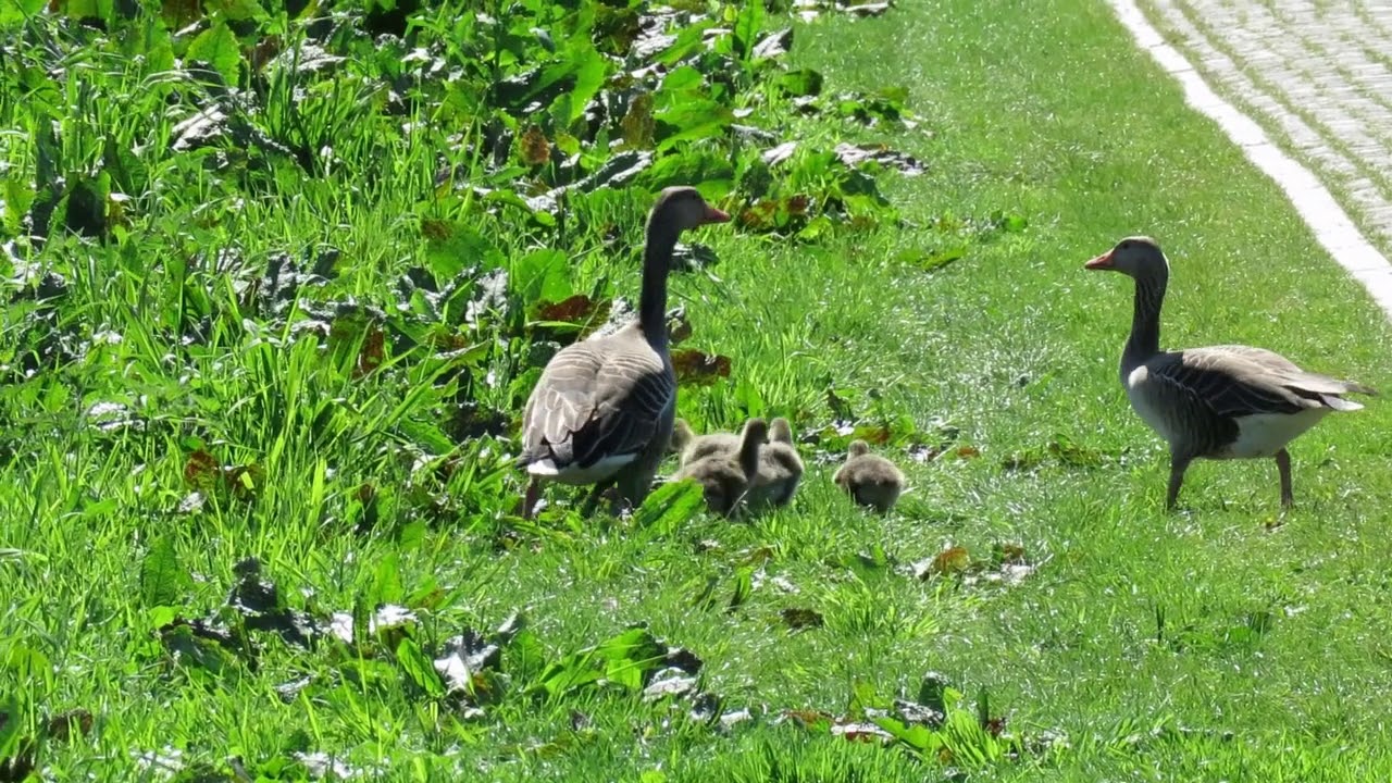 Grauwe Gans &ndash; Anser anser - Annelies van Klinken
