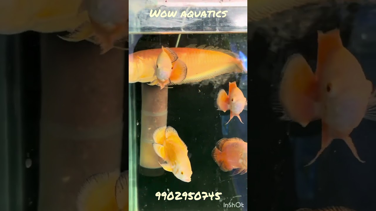 New stock update with offer prices - Wow aquatics #aquarium #fishkeepinghobby #aquariumfish #fish 