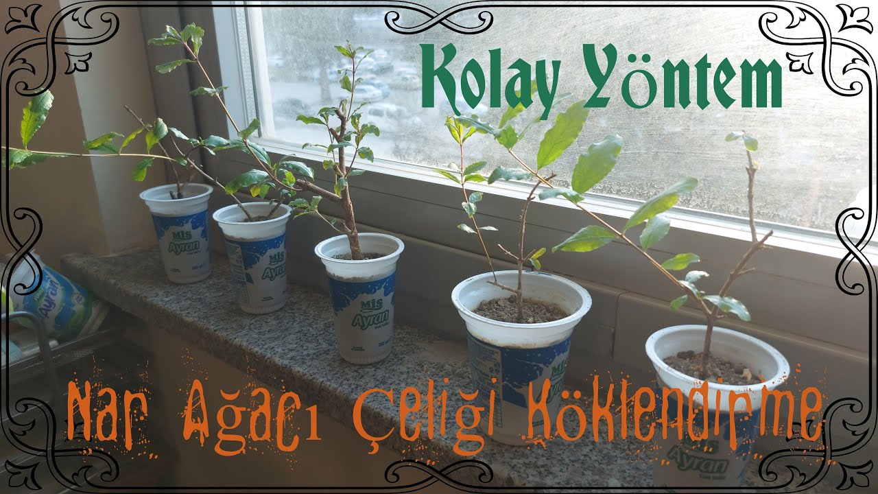 Çelikten Bitki Köklendirme | Kolay Yöntem | Nar Ağacı | 2022 Şubat, Tokat