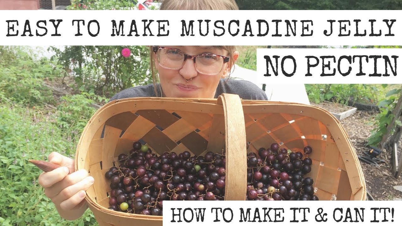 Easy to make muscadine jelly!
