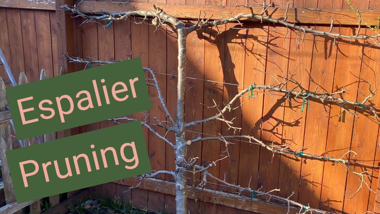 PRUNING ESPALIER APPLE TREES - Urban Homesteading Series