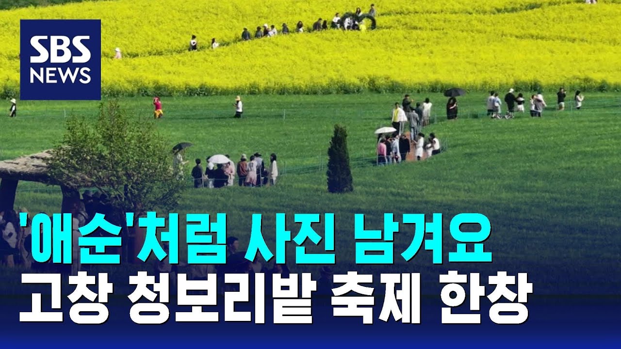 '애순'처럼 사진 남겨요…고창 청보리밭 축제 한창 / SBS