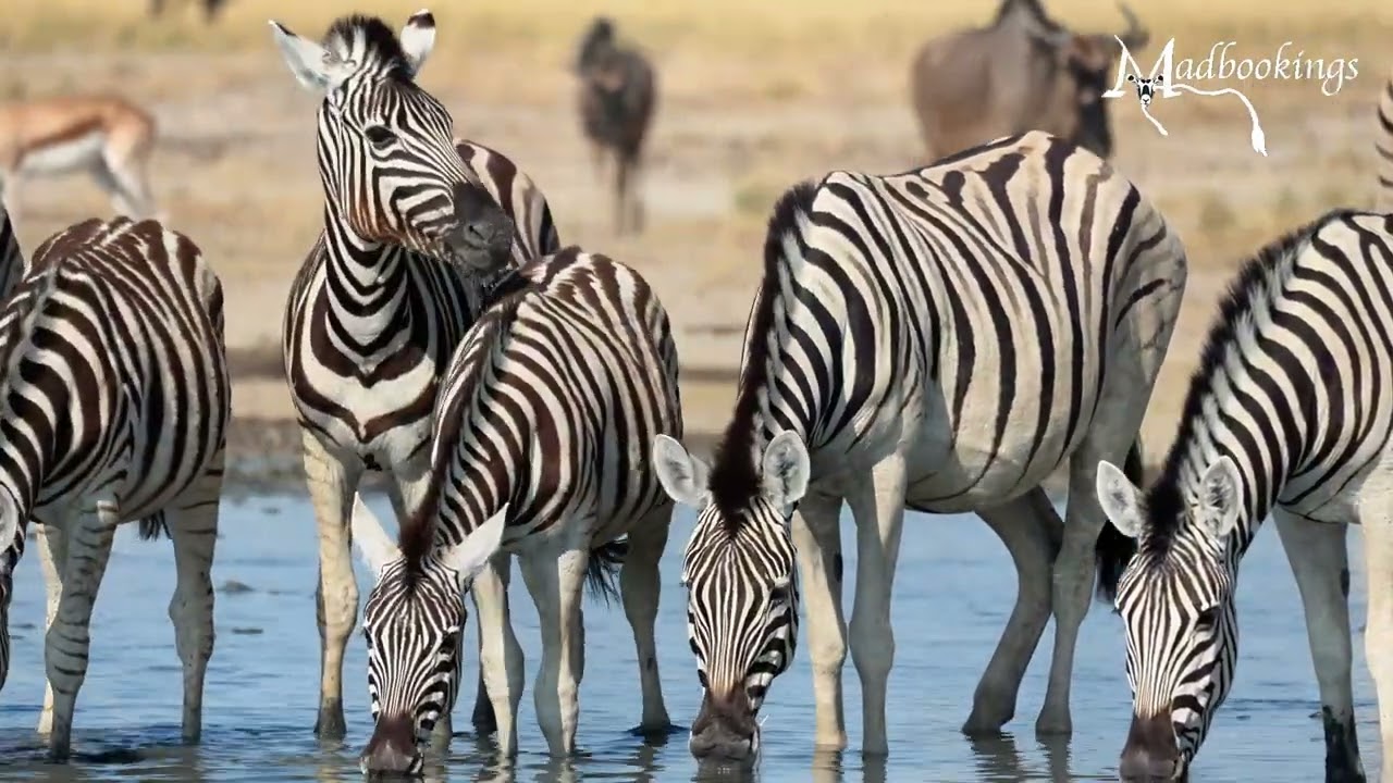 Wings, hooves and paws: The visitors in the Etosha waterhole.