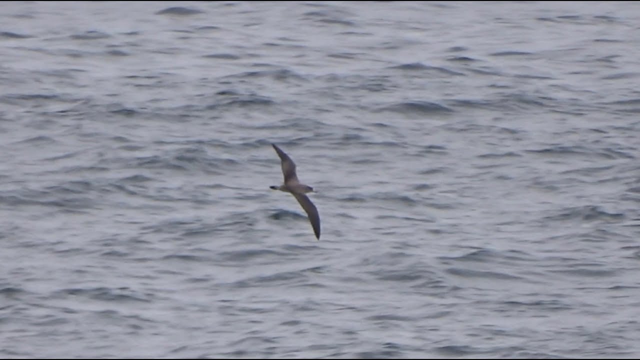 Cory's shearwaters (and Balearic for comparison) - Kuhls & Vale pijlstormvogels [Spain 2022]