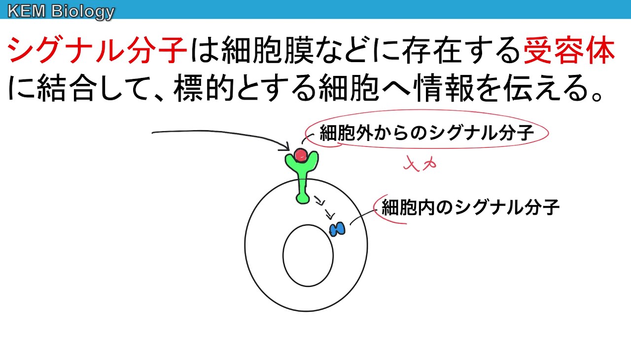 高校生物「細胞間伝達の種類」