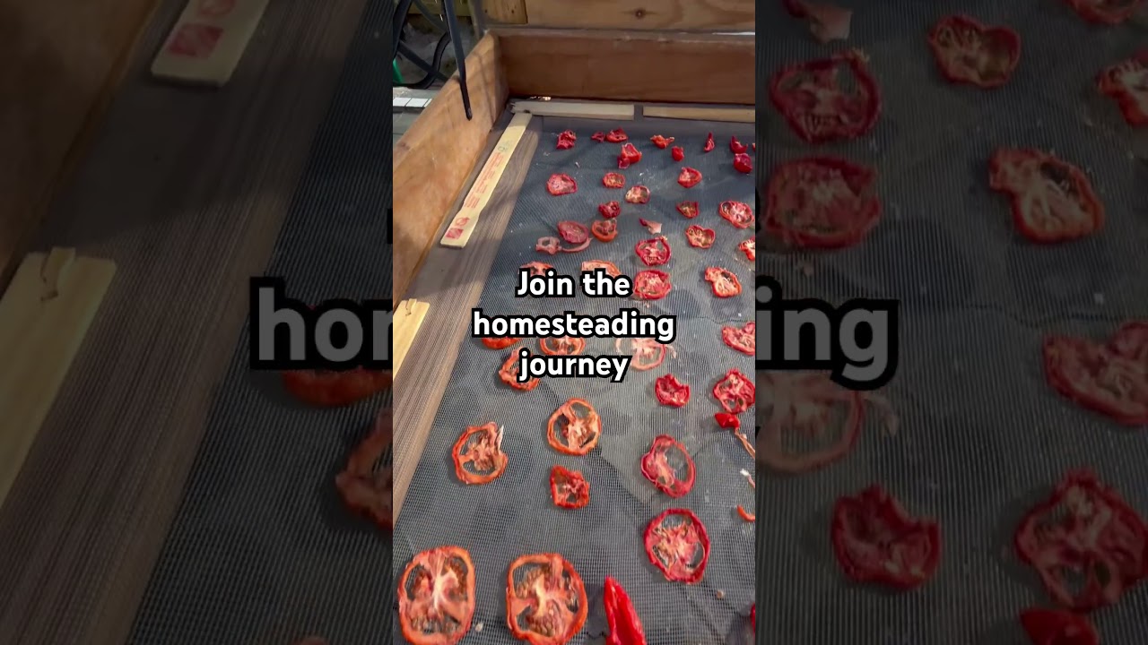 DIY sundried tomatoes! 🍅 #naturemama #homestead #diy #sundriedtomatoes #hippylife