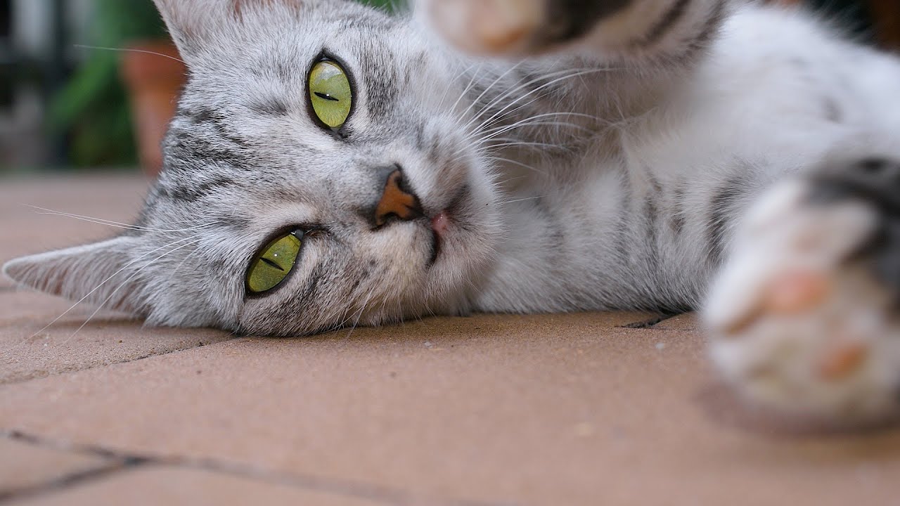 How to Play with Your Cat | Cat Care