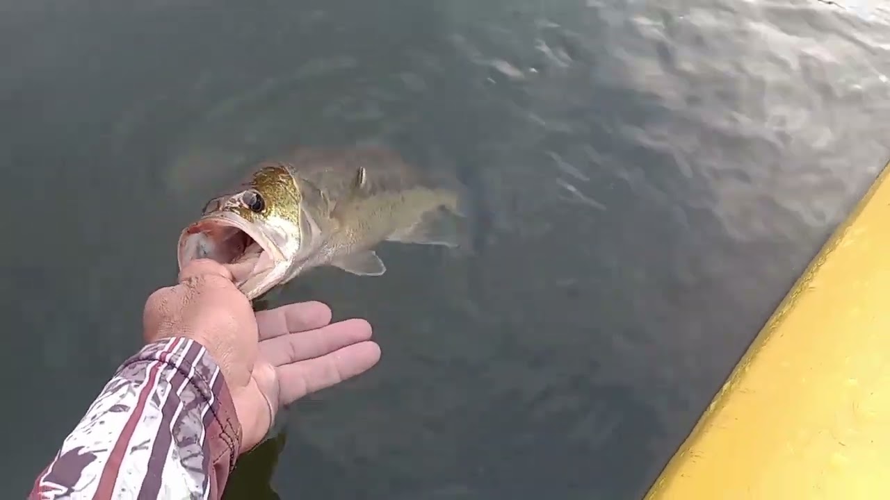 pesque e solte, sempre 🚣🎣🐟