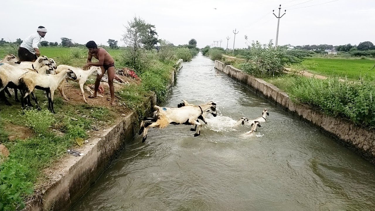 sheep jumping into the water🐏-sheep swimming🐑-lake crossing 🐑-trouble crossing their animals🐑-sheep🐑