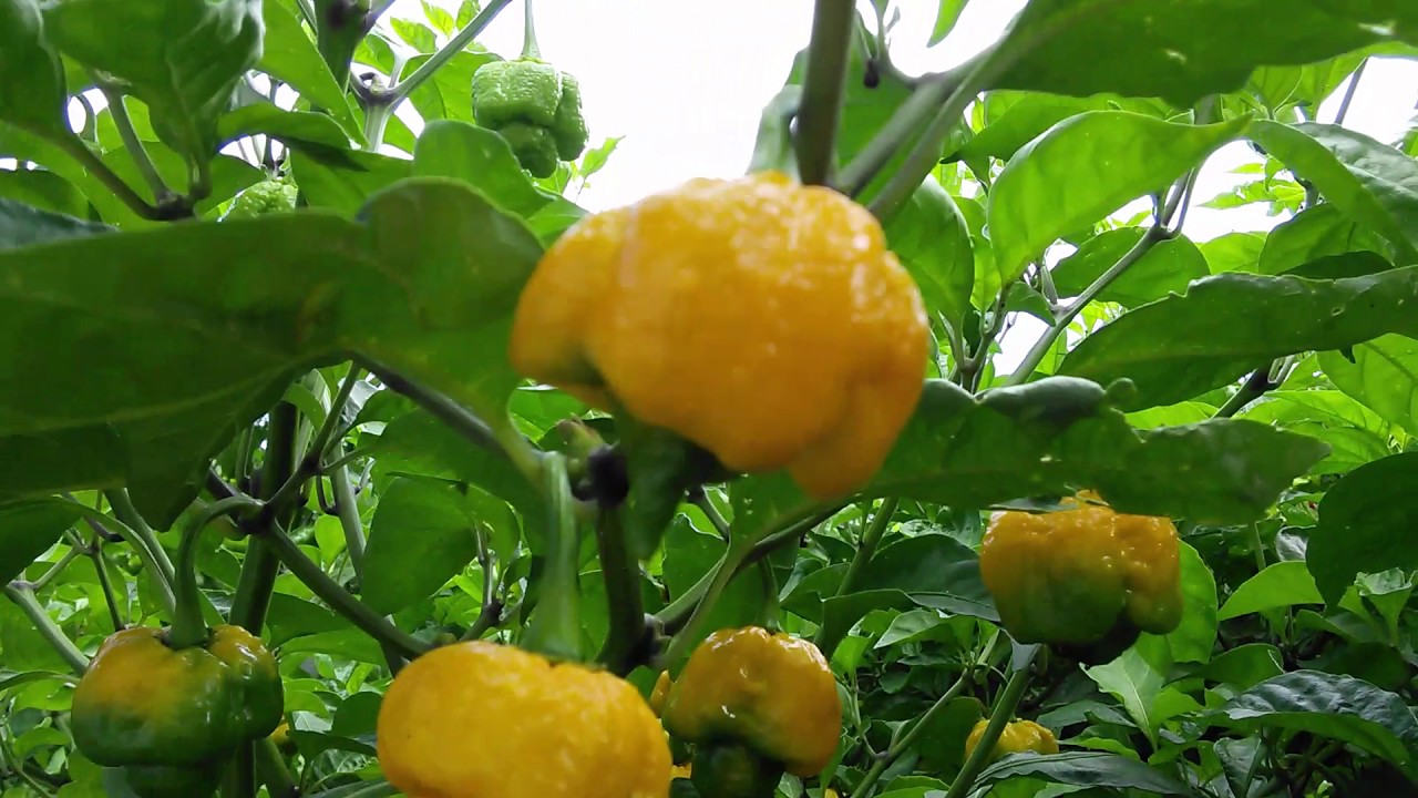 Growing hot peppers, Carolina reapers, scotch bonnets, morugas  - June update