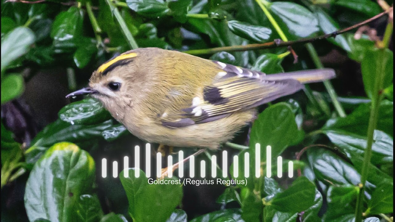 Goldcrest (Regulus Regulus) Sound