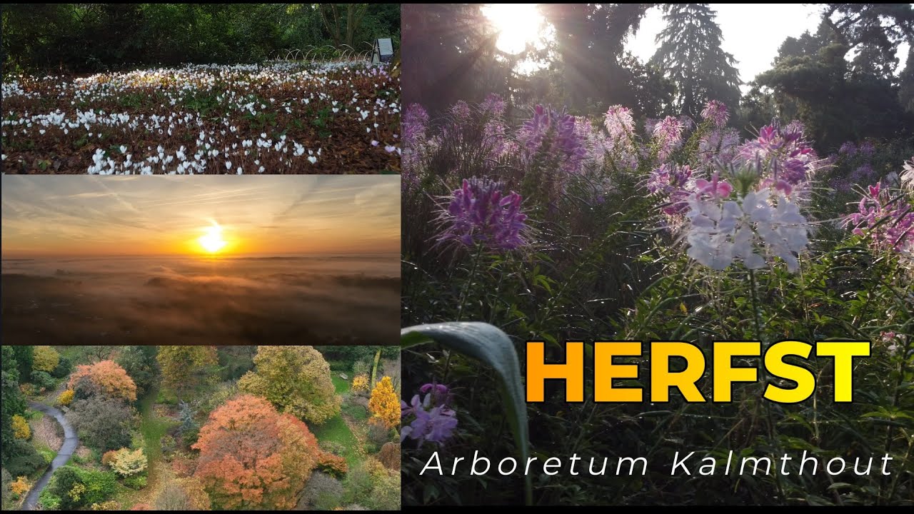 🍂Herfstmagie 🍂 in Kalmthout: Adembenemende Dronebeelden van het Arboretum (4K)