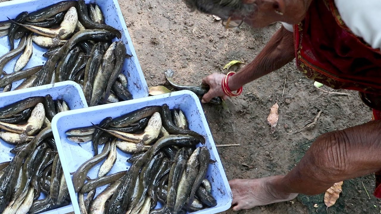 My 105 Grandma Hunting  & Cooking  Fish curry | Fish Curry Recipe | Country foods