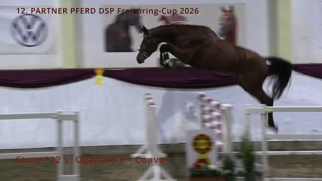 10. Ontaria von Steinberg v. Oganero P  - Convoi | DSP | Stute | *2022