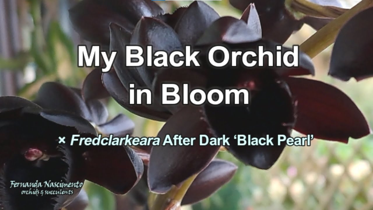 xFredclarkeara After Dark 'Black Pearl' In Bloom 🌛🌜 LEGENDAS em Português e DOBRAGEM automática