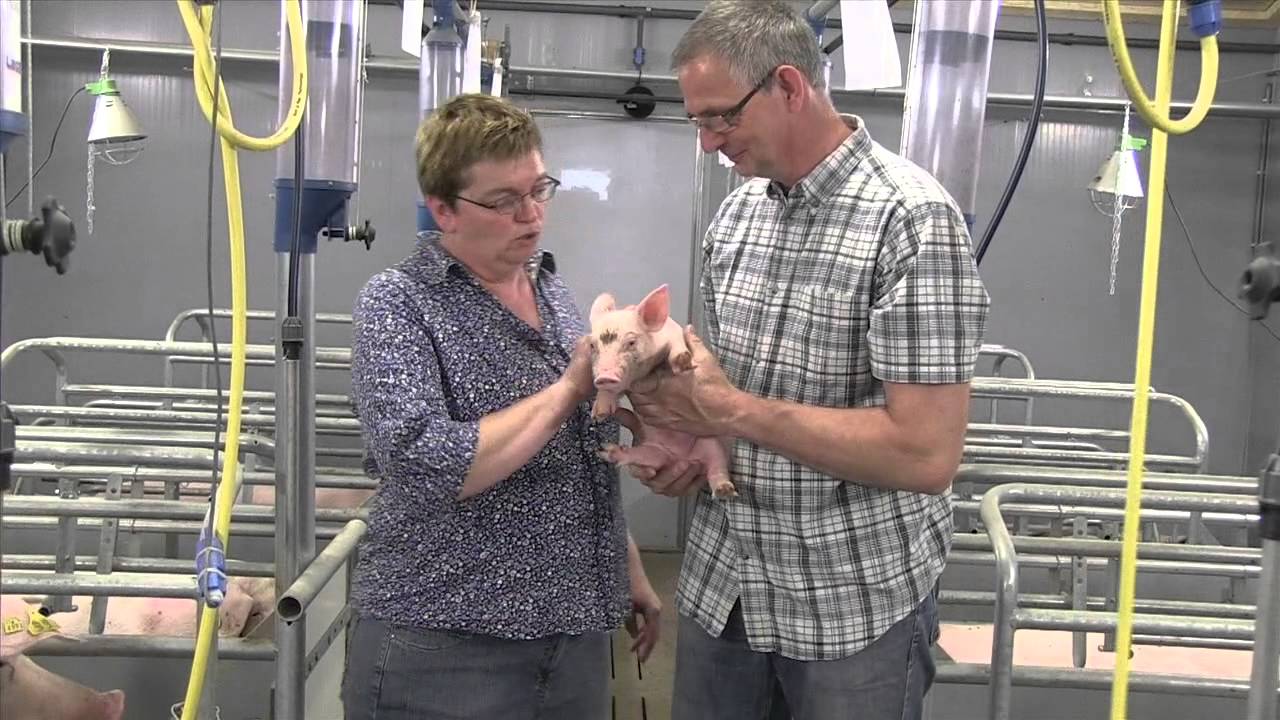 Stap in de Stal | Varkenshouderij Wikkerink | Kom varkens kijken