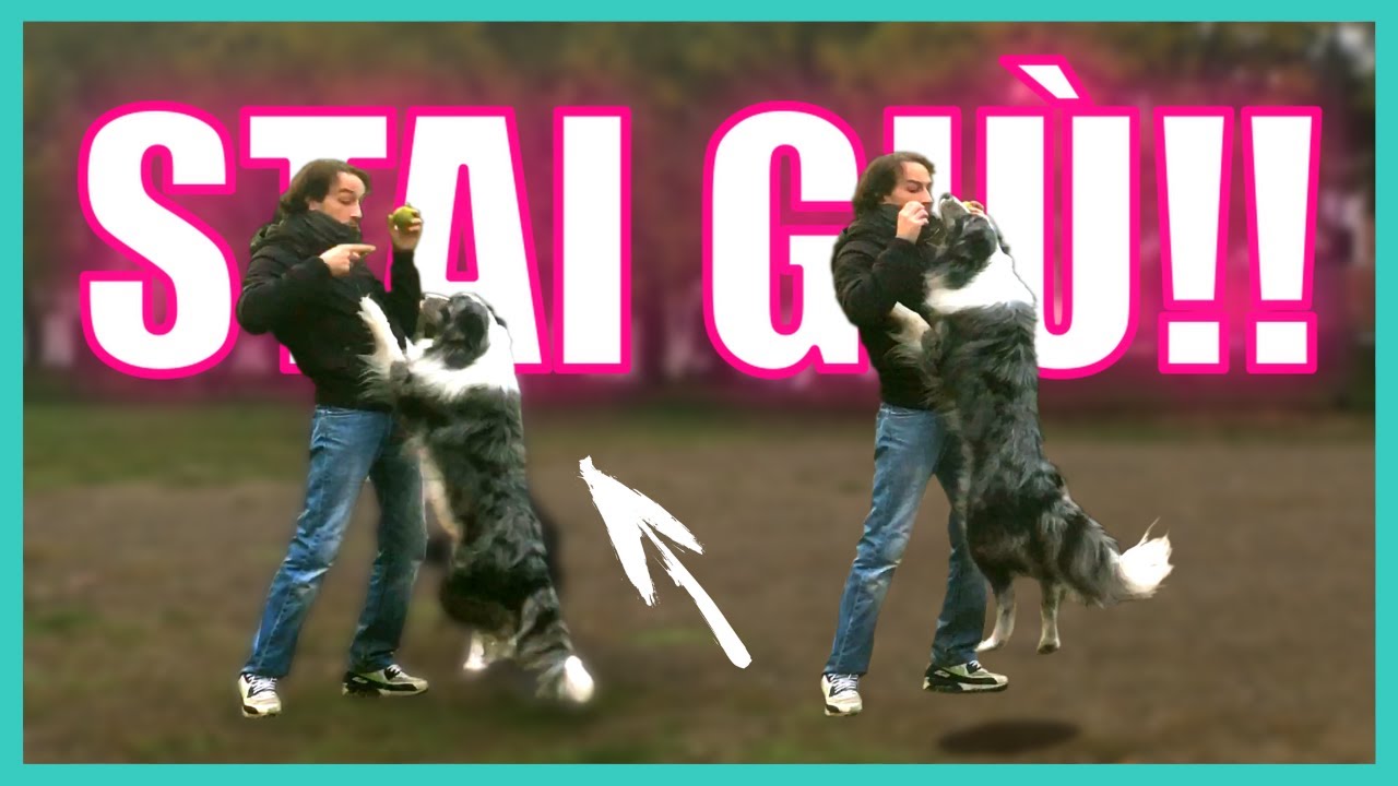 CANE che SALTA ADDOSSO alle PERSONE?? COME farlo SMETTERE!!