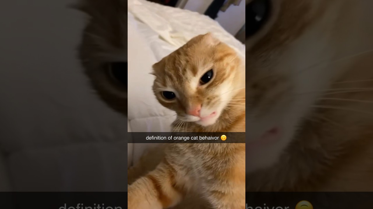 Typical orange cat behavior 🙄