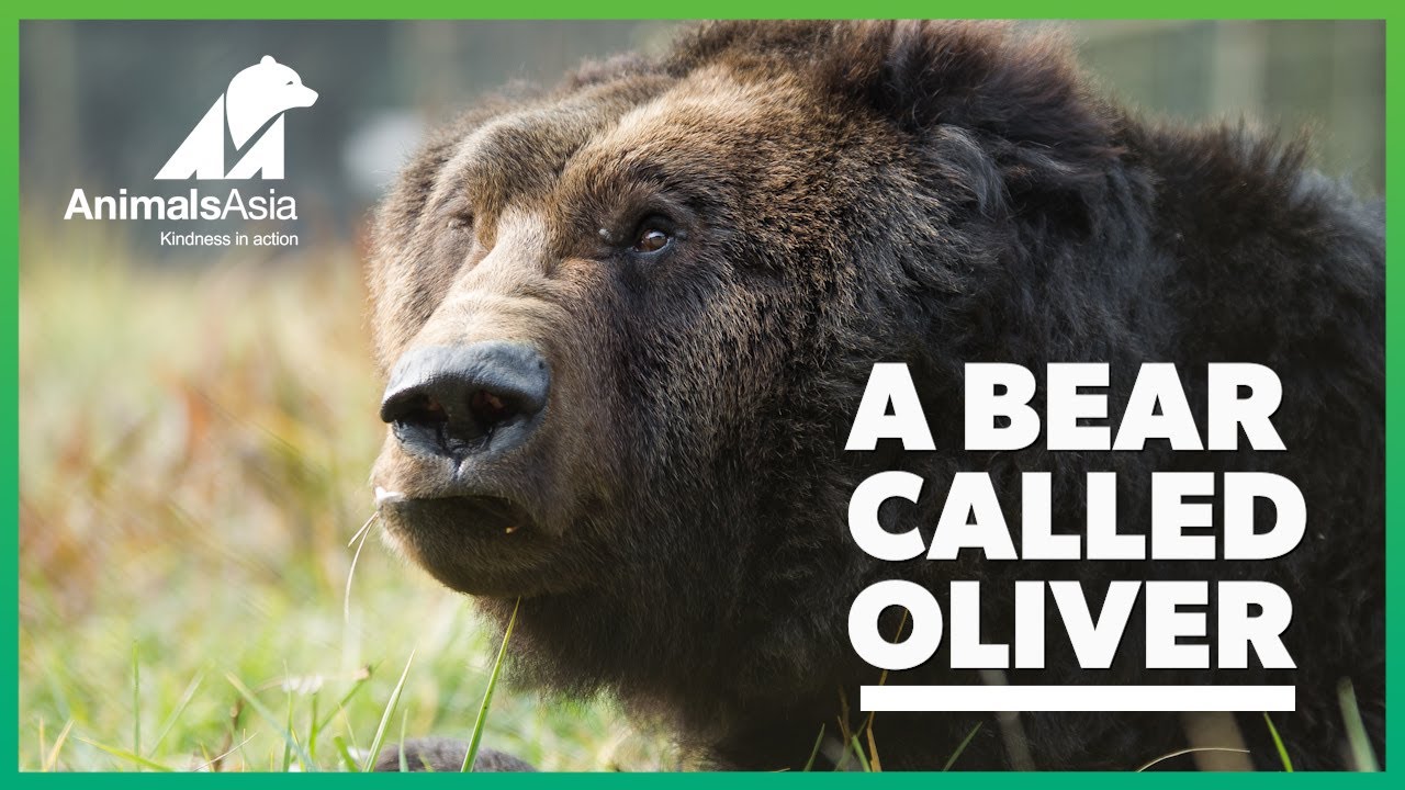 A bear called Oliver