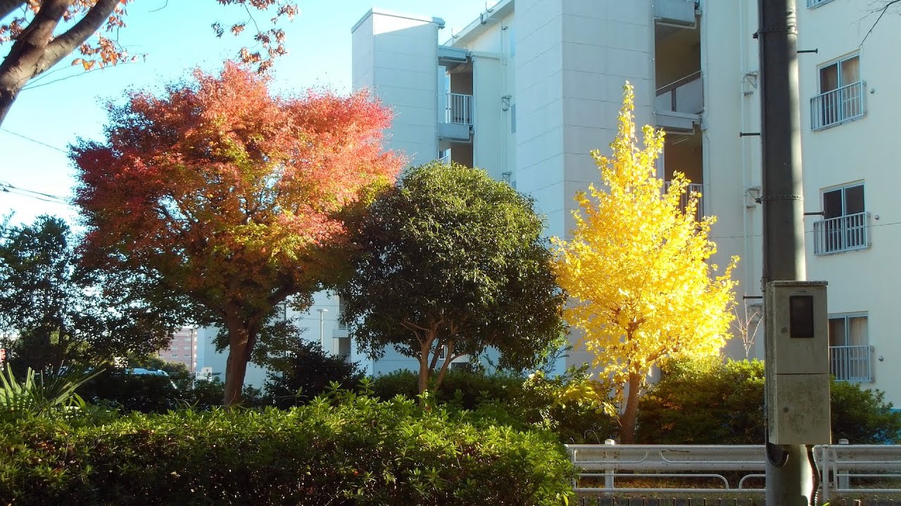 横浜市緑区散歩＿近くの公園で紅葉狩り