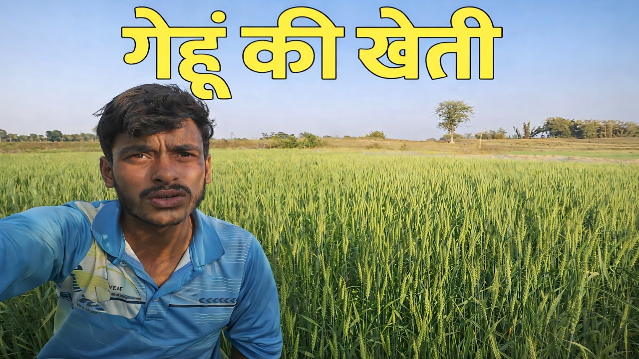 गेहूं की खेती कैसे करें | Wheat Farming Full Information | Gehun Ki Kheti 2026