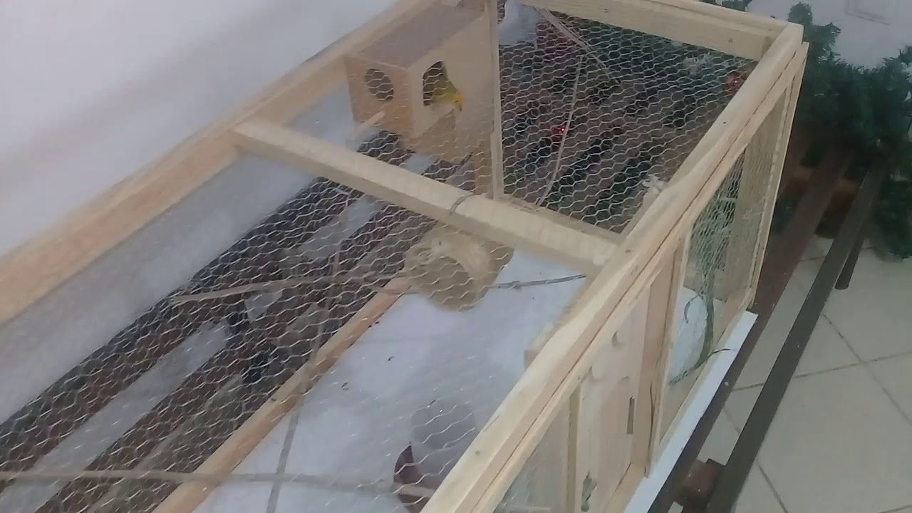 Canário da terra (chocando ovos )