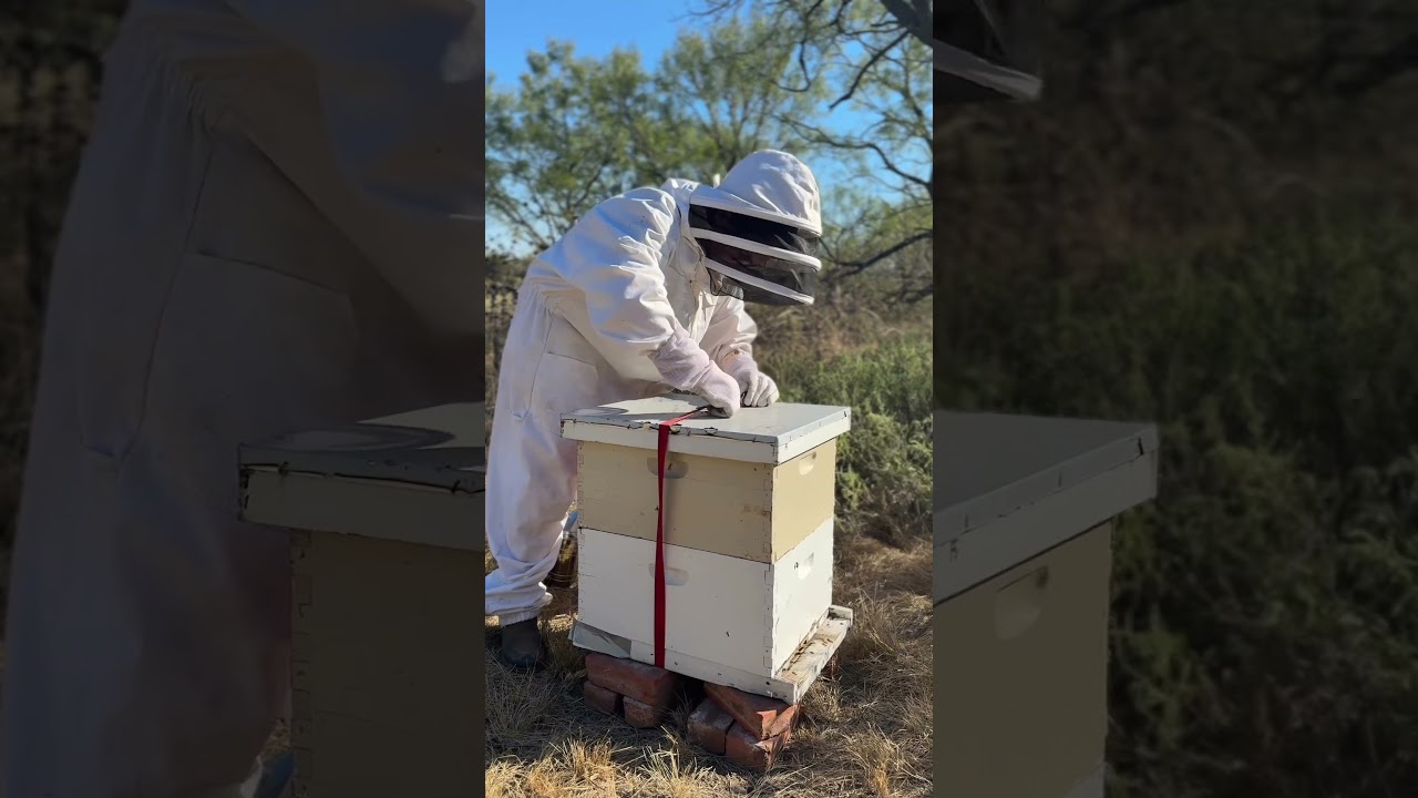 The start to bee keeping.