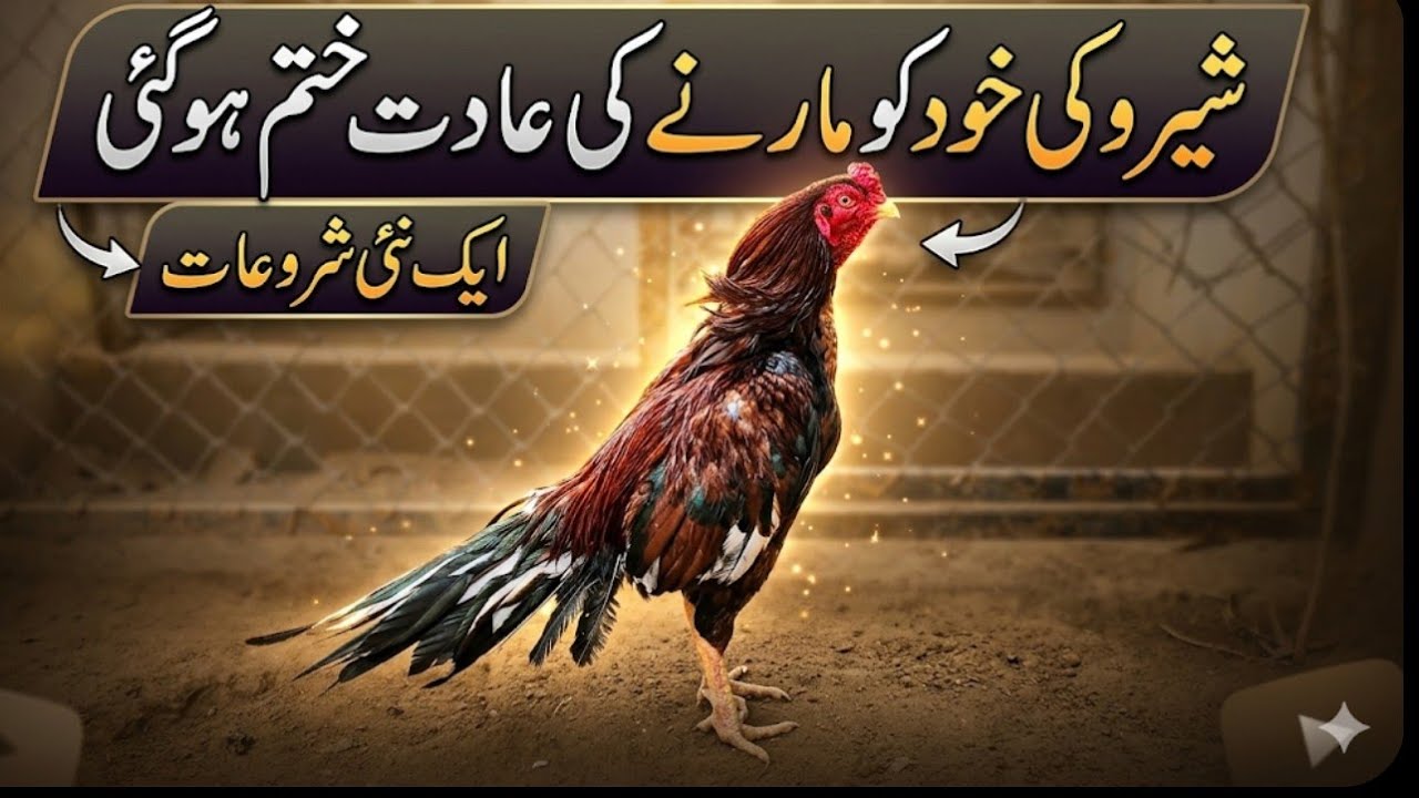 Sheru theek hogya Alhamdulillah 