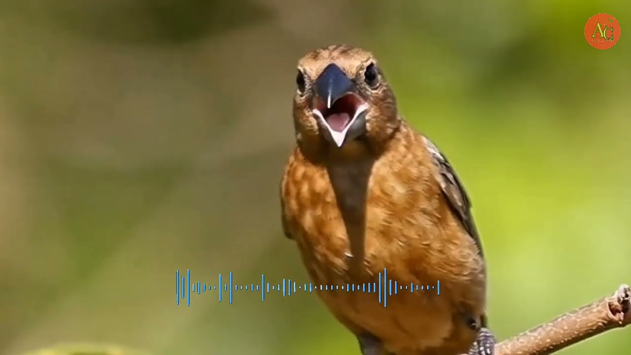 🔥 &iexcl;HEMBRA REINA MORA en Pleno Fuego! El Canto que Macho Resiste #ReinaMora