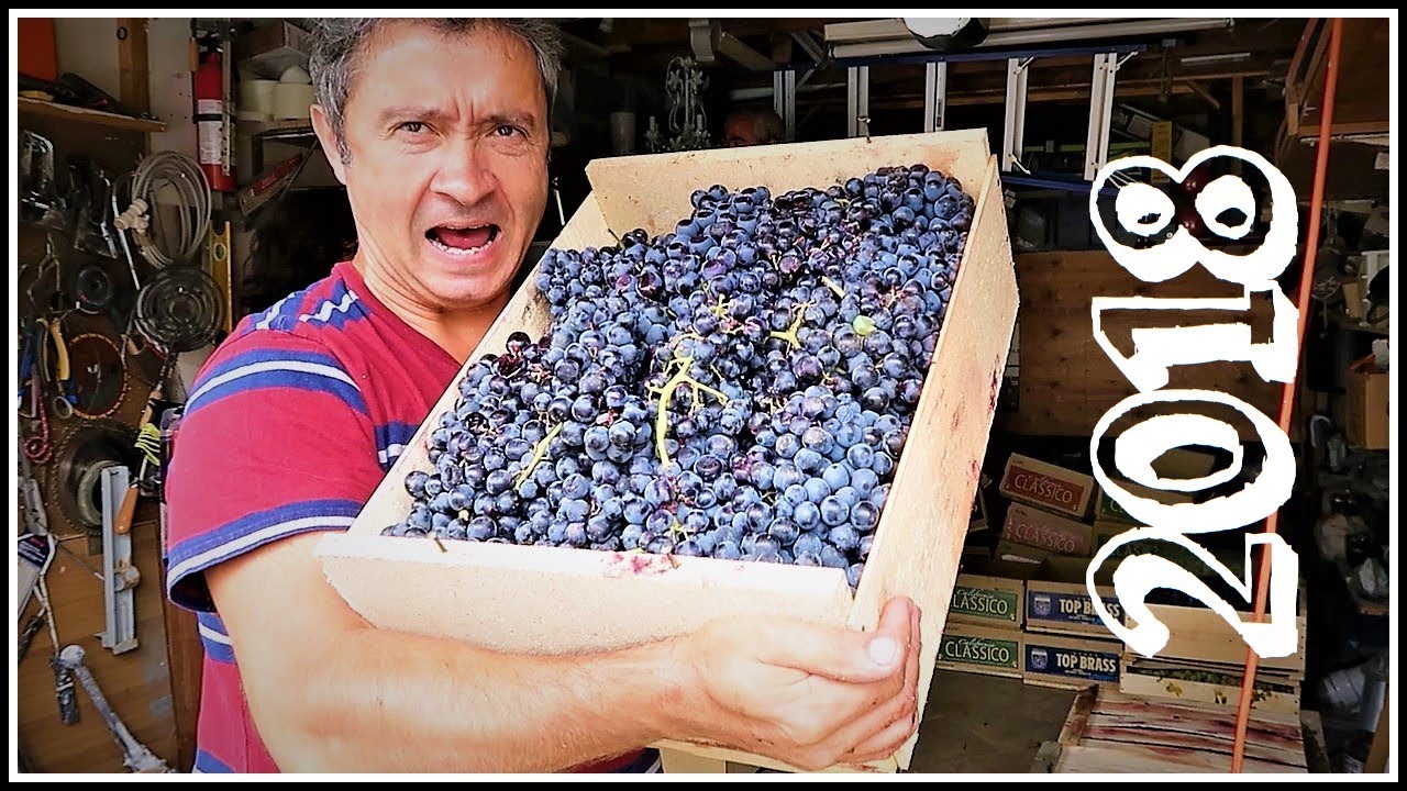 Vindimas 2018 (Wine Making)