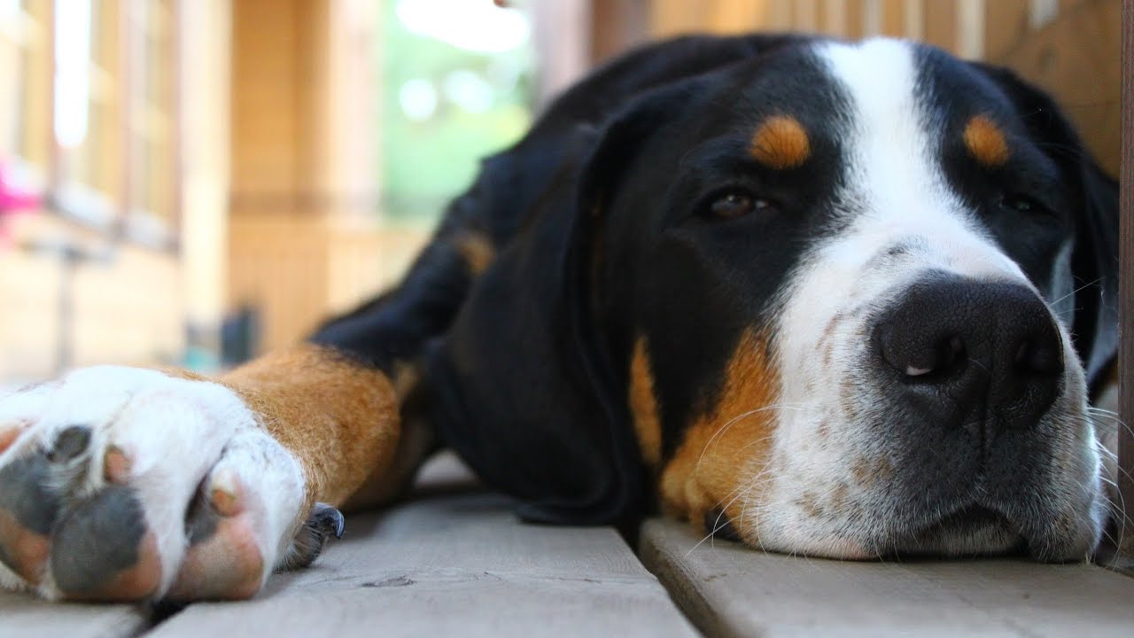 Madra&iacute; Ceol agus puppies codlata - &Eacute;ifeacht codlata