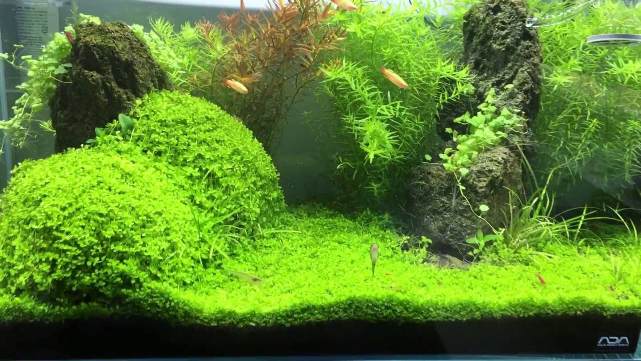 ADA  Cube Garden 60P