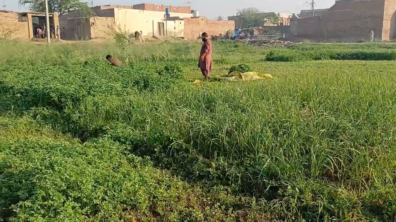 KOHENOOR NOORANI SEEDS! کوہ نور نورانی سیڈز لوسن! ATIQRAFIQTV _ATIQRAFIQTV