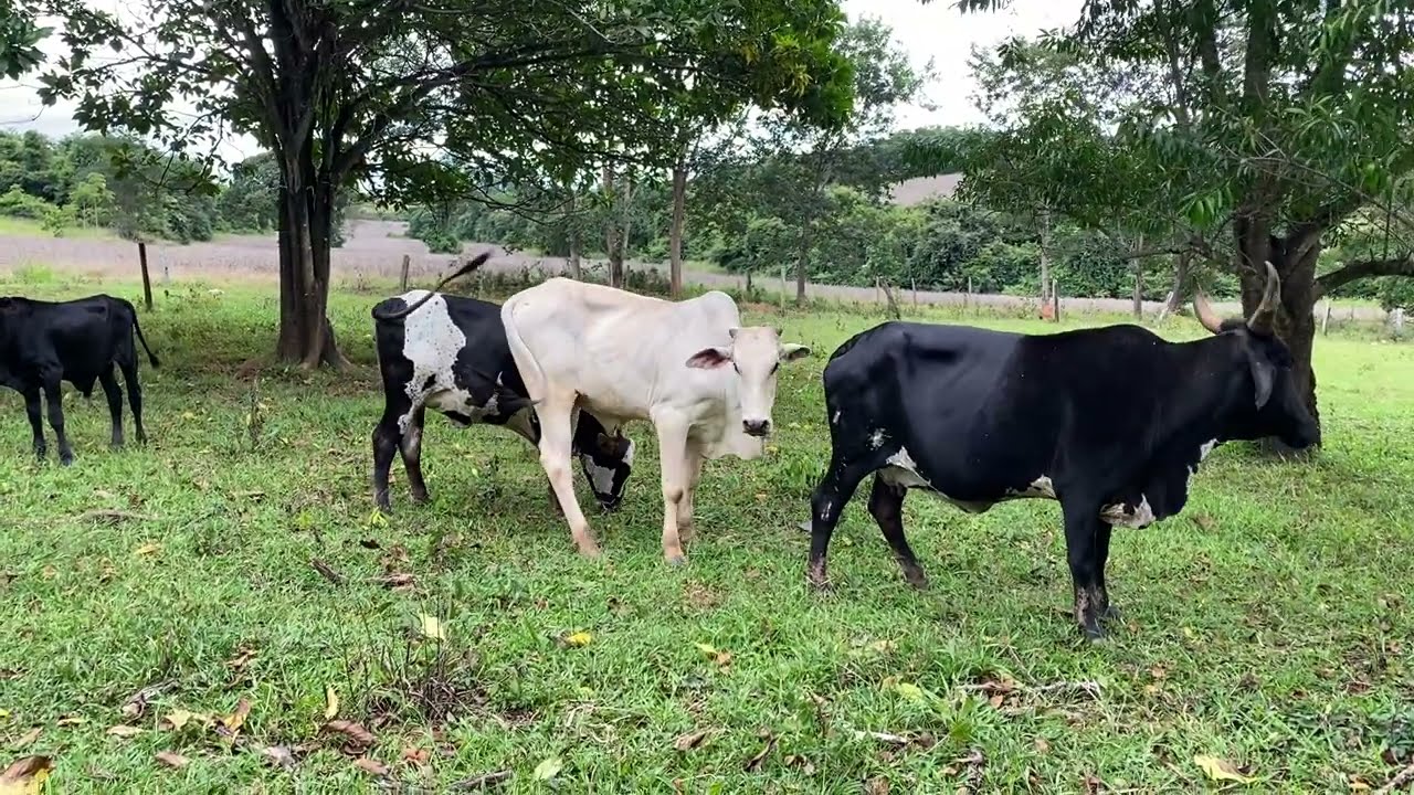 Bom dia 👨‍🌾🙌