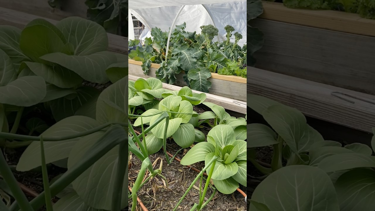 How I Protect My Garden In EXTREME Cold