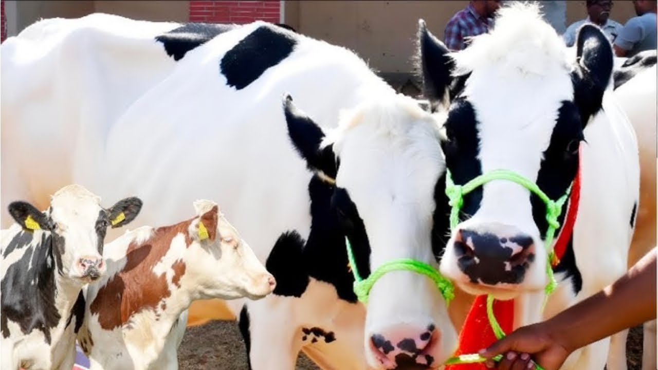 আমেরিকান ADL ও ACI বীজের বকনা কিনুন । বকনার রাজা যে বকনা । সেরা জাতের বকনা কিনতে পারেন এই খামারে।