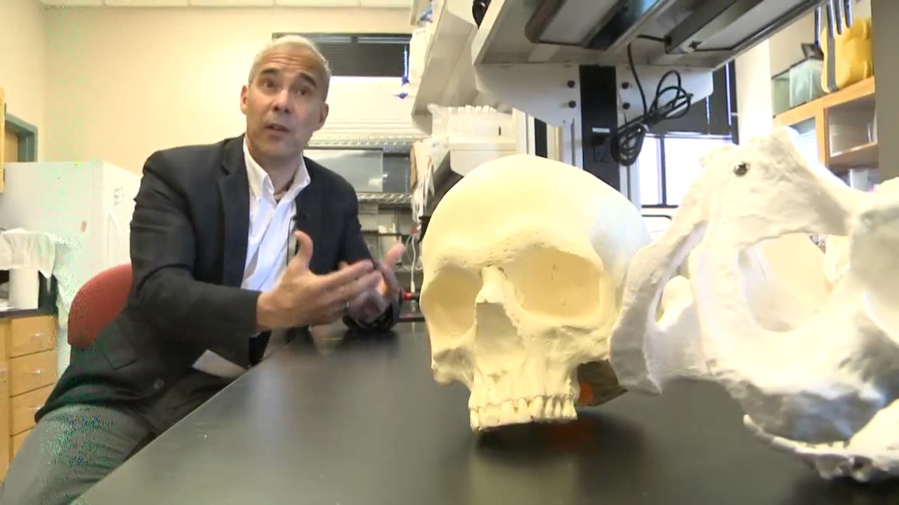The stages of identifying human remains