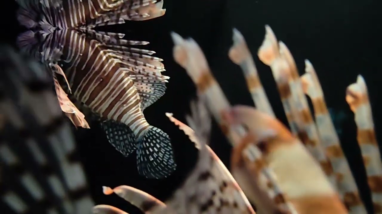 獅子魚