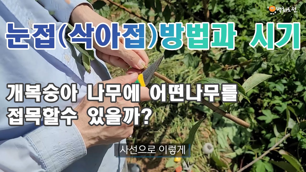 눈접(삭아접)방법과 시기 개복숭아 나무에 어떤나무를 접목할수 있을까?