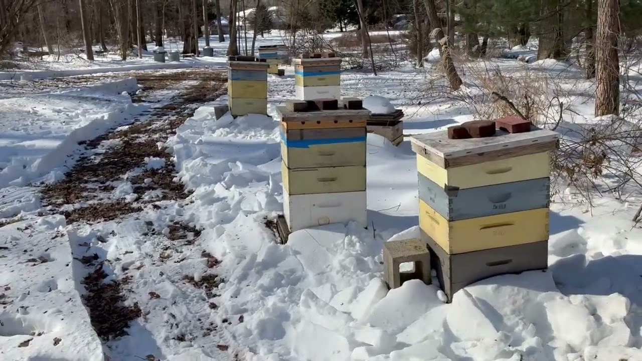 Walk through instagramsun lit winter bee yard for Instagram